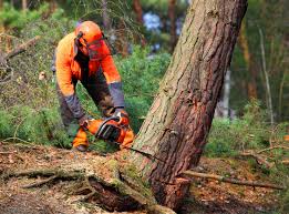 Best Seasonal Cleanup  in Hobart, WA